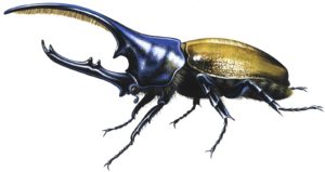 escarabajo-hercules-dibujo